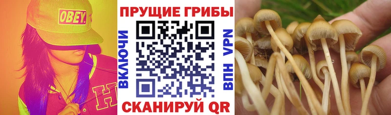 Псилоцибиновые грибы прущие грибы  продажа наркотиков  Константиновск 